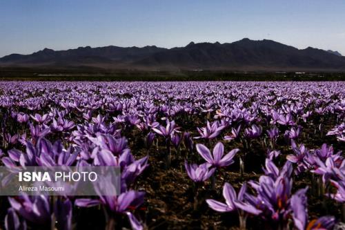 زعفران ایران به کدام کشورها صادر می شود؟