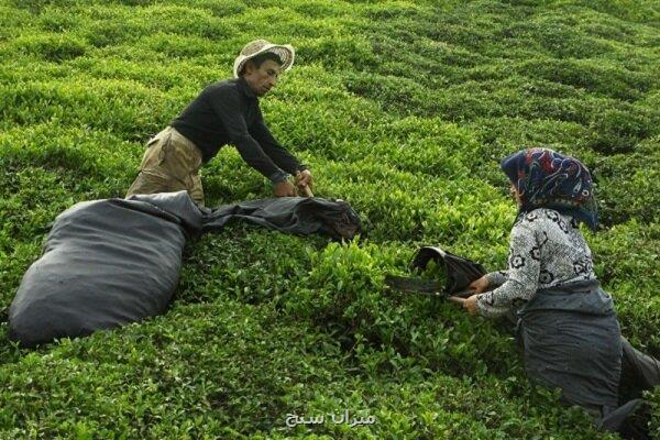 در ۵ ماهه نخست سال ۴ هزار تن چای صادر و ۲۰ هزار تن وارد شد